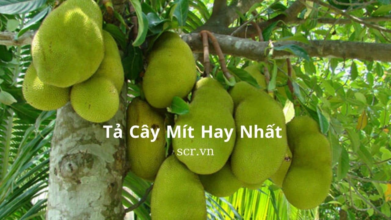 Tả Cây Mít Ngắn