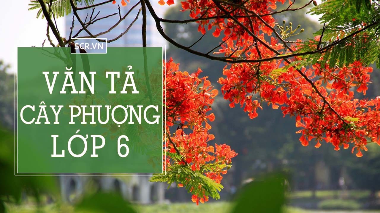 Ta Cay Phuong Lop 6