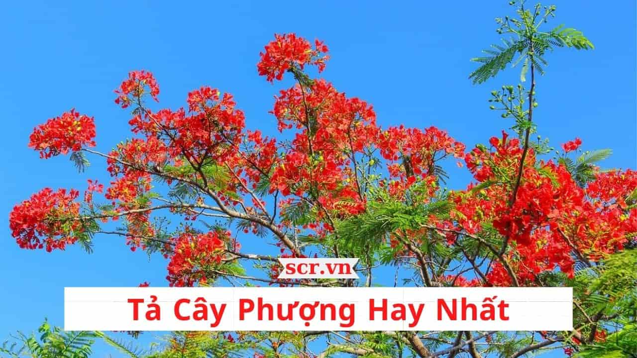 Ta Cay Phuong Vi Hay Nhat