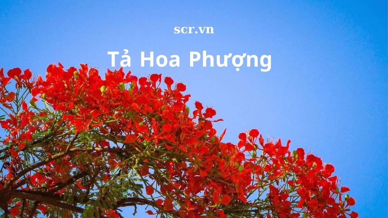 Ta Hoa Phuong Ngan