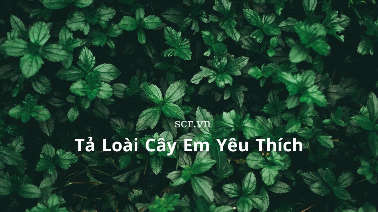 Cảm Nghĩ Về Loài Hoa Em Yêu ❤️️15 Bài Văn Biểu Cảm Hay và 19 mẫu tả về hoa Sen 47