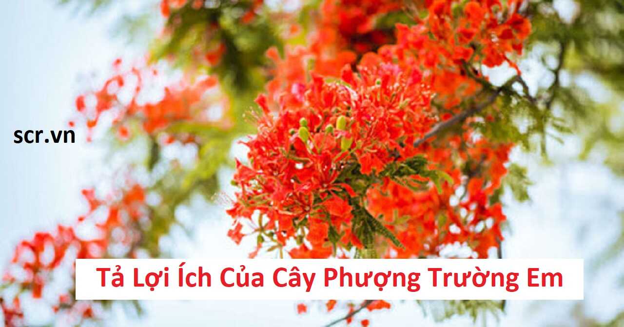 Ta Loi Ich Cua Cay Phuong