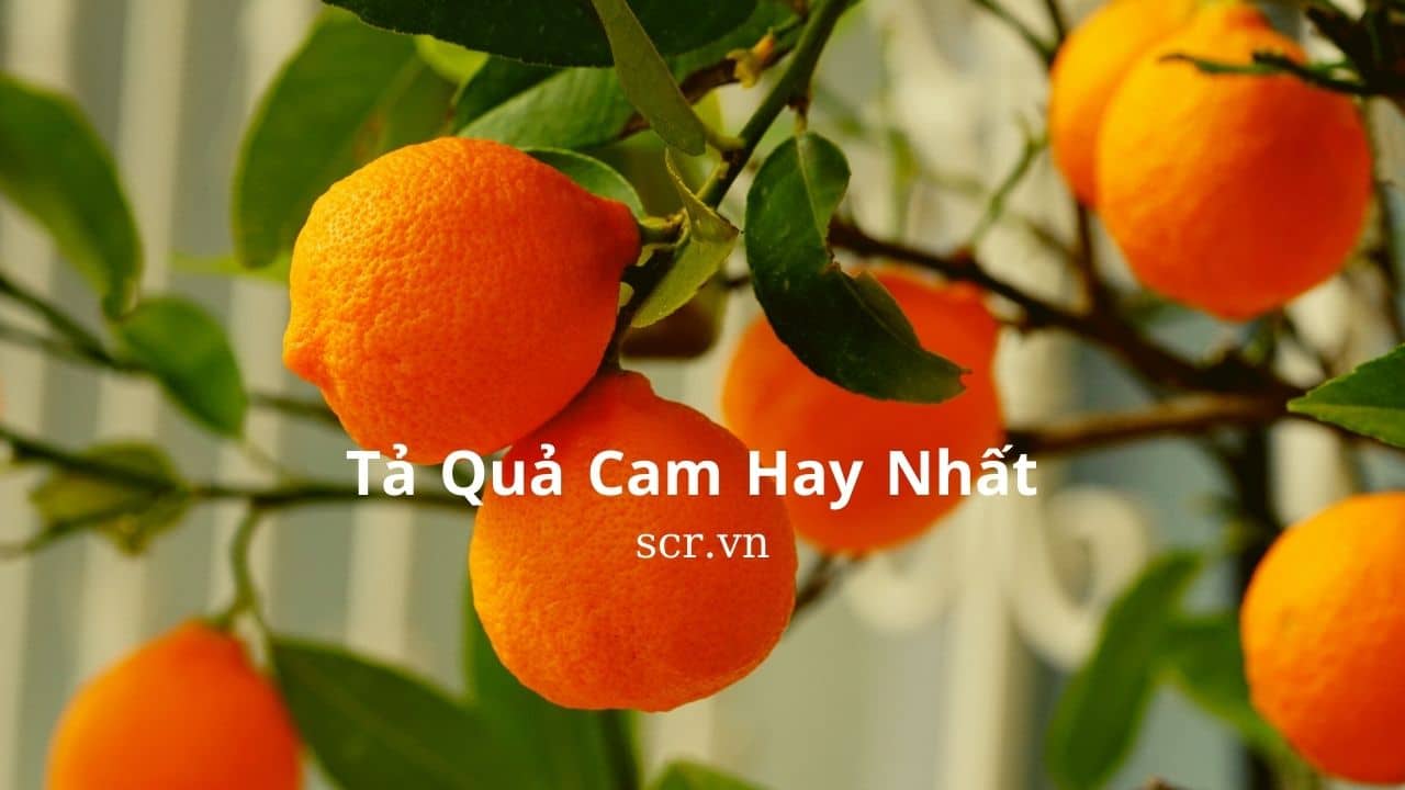 Tả Quả Cam