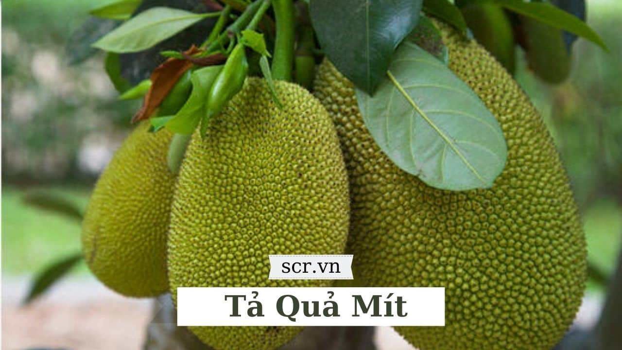 Tả Quả Mít