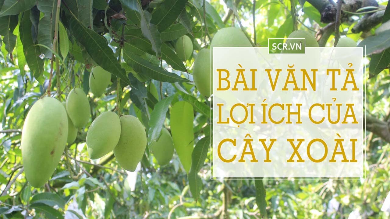 Tả Cây Xoài Hay ❤️️ 15 Bài Văn Mẫu Biểu Cảm Về Cây Xoài 20