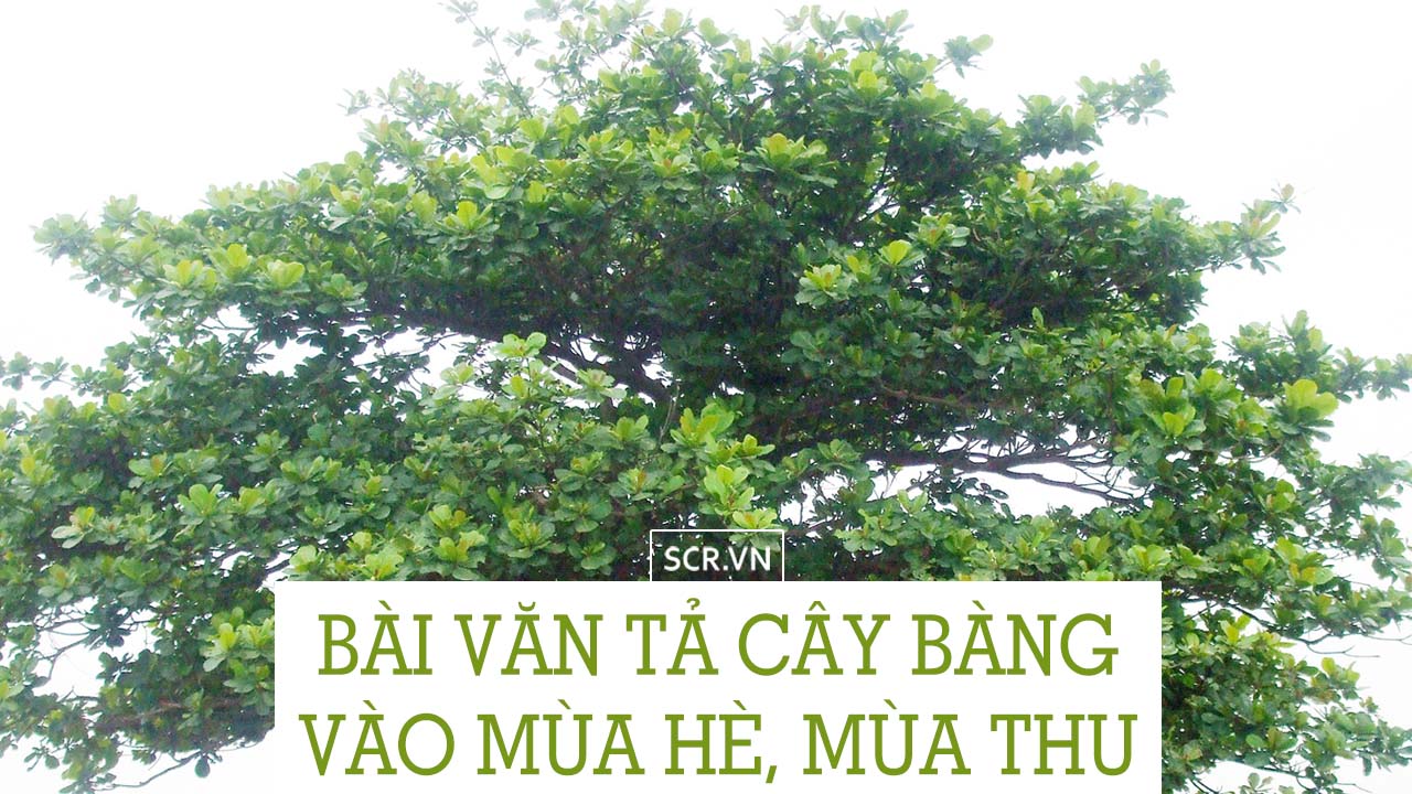 tả cây bàng vào mùa hè