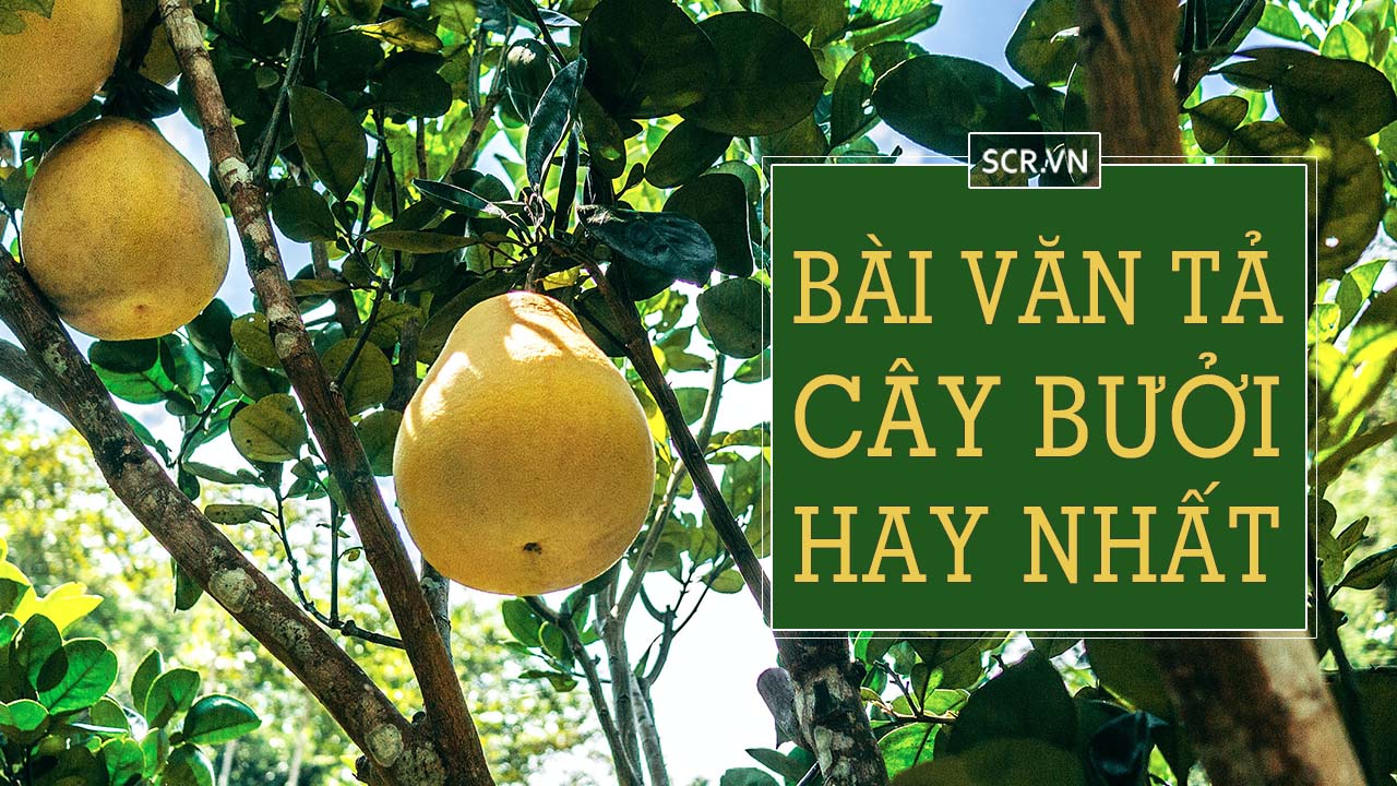 Tả Cây Vú Sữa Hay Nhất - 26 Bài Văn Mẫu Lớp 2 4 5 7 26