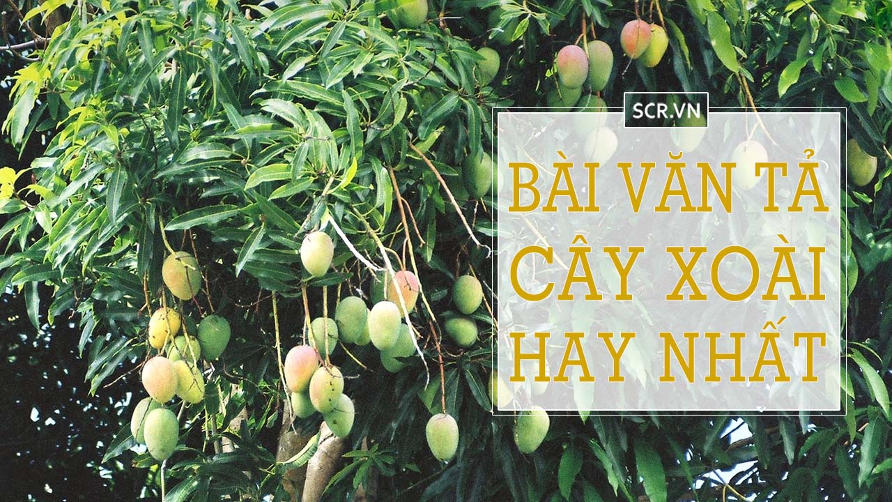 Biểu Cảm Về Cây Xoài - 19 Bài Văn Mẫu Ngắn Hay Nhất 10