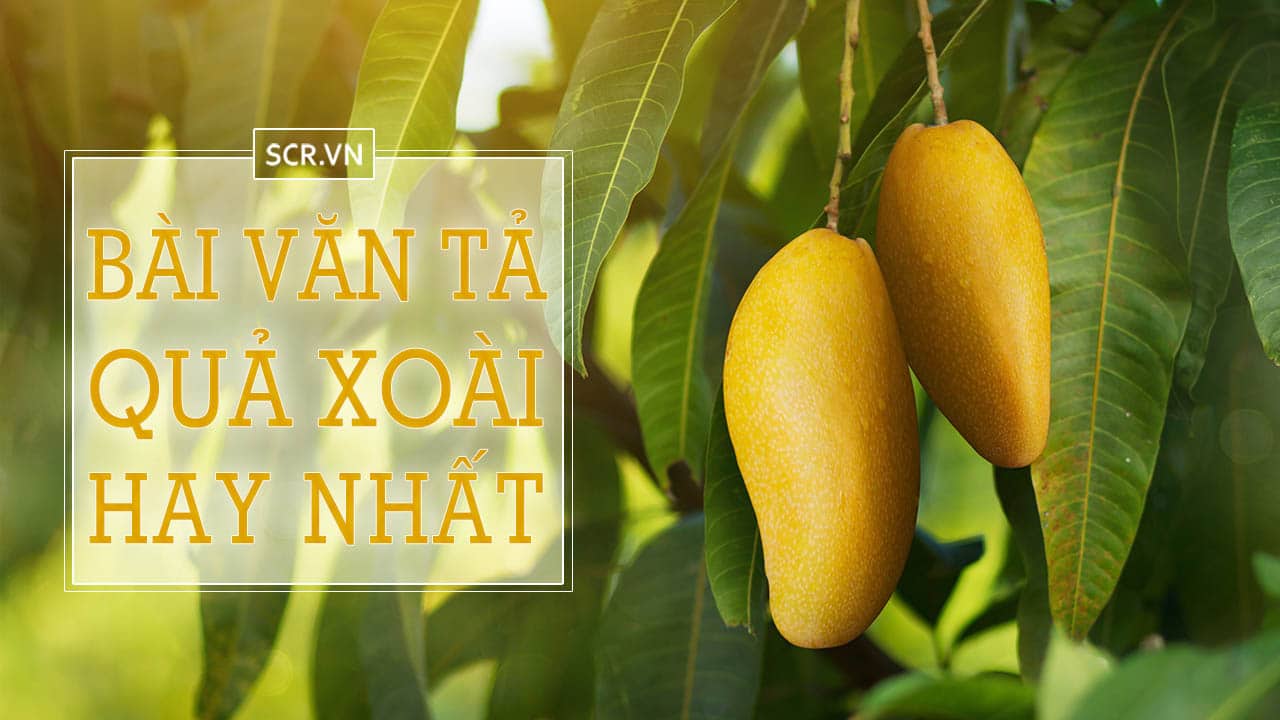 Tả Cây Xoài Hay ❤️️ 15 Bài Văn Mẫu Biểu Cảm Về Cây Xoài 21