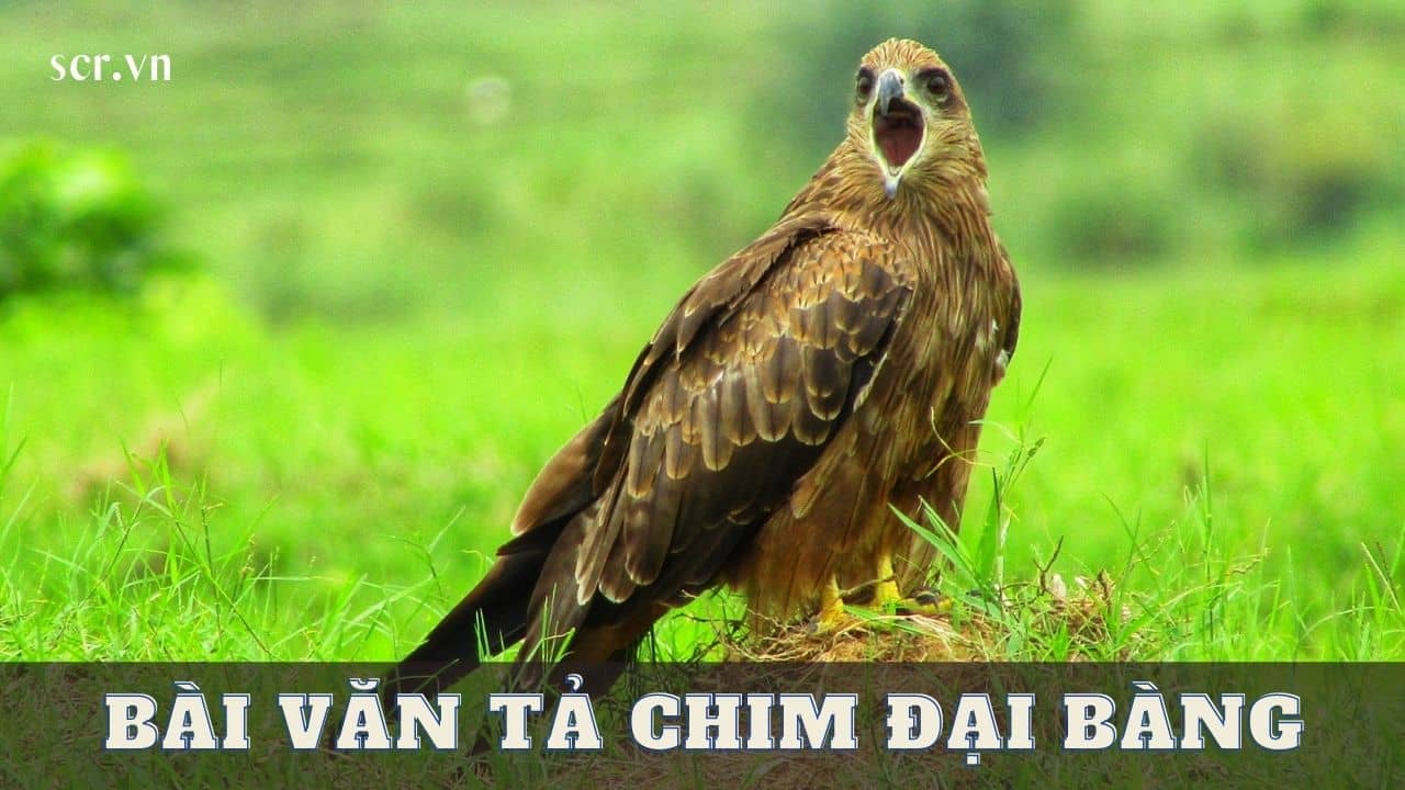 Ta Chim Dai Bang