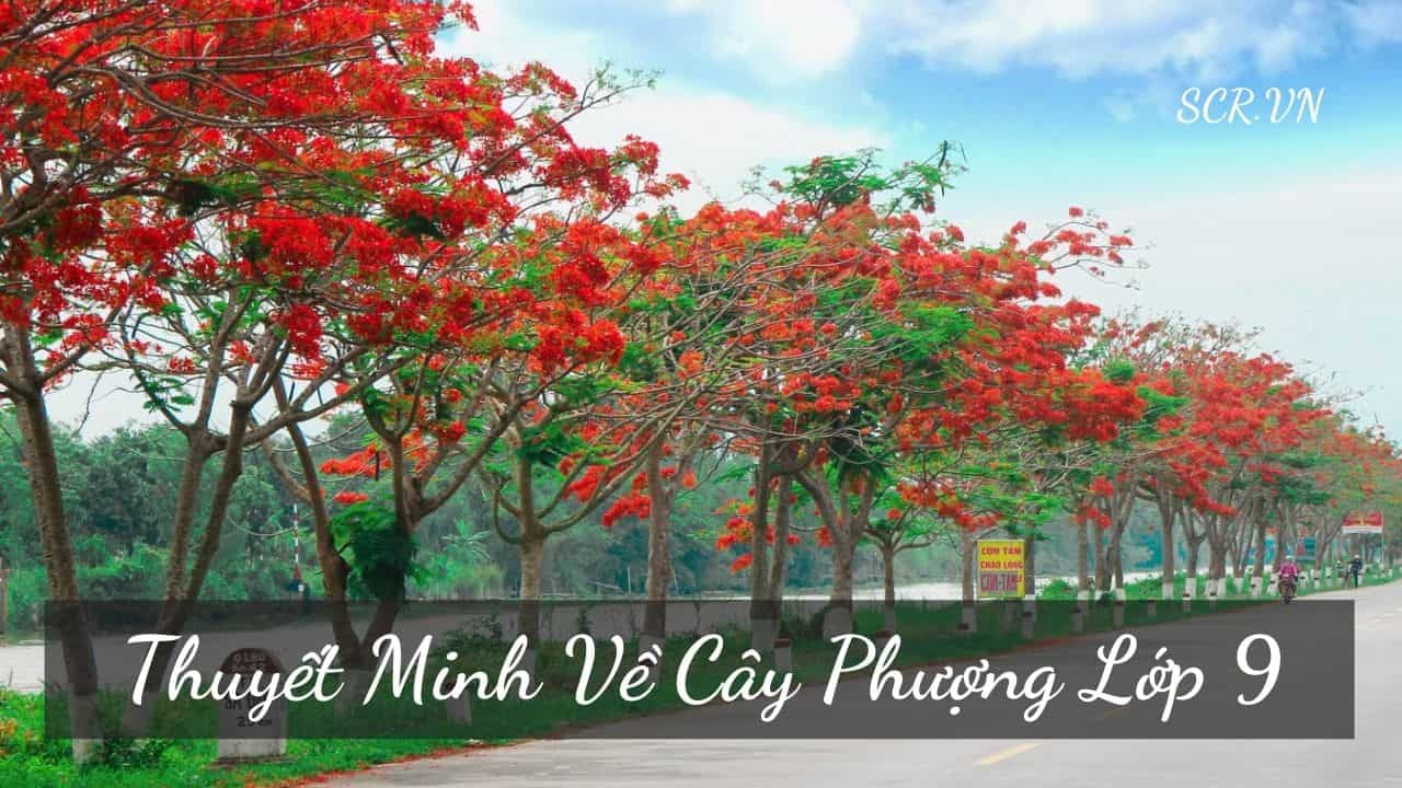 Thuyet Minh Ve Cay Phuong Lop 9