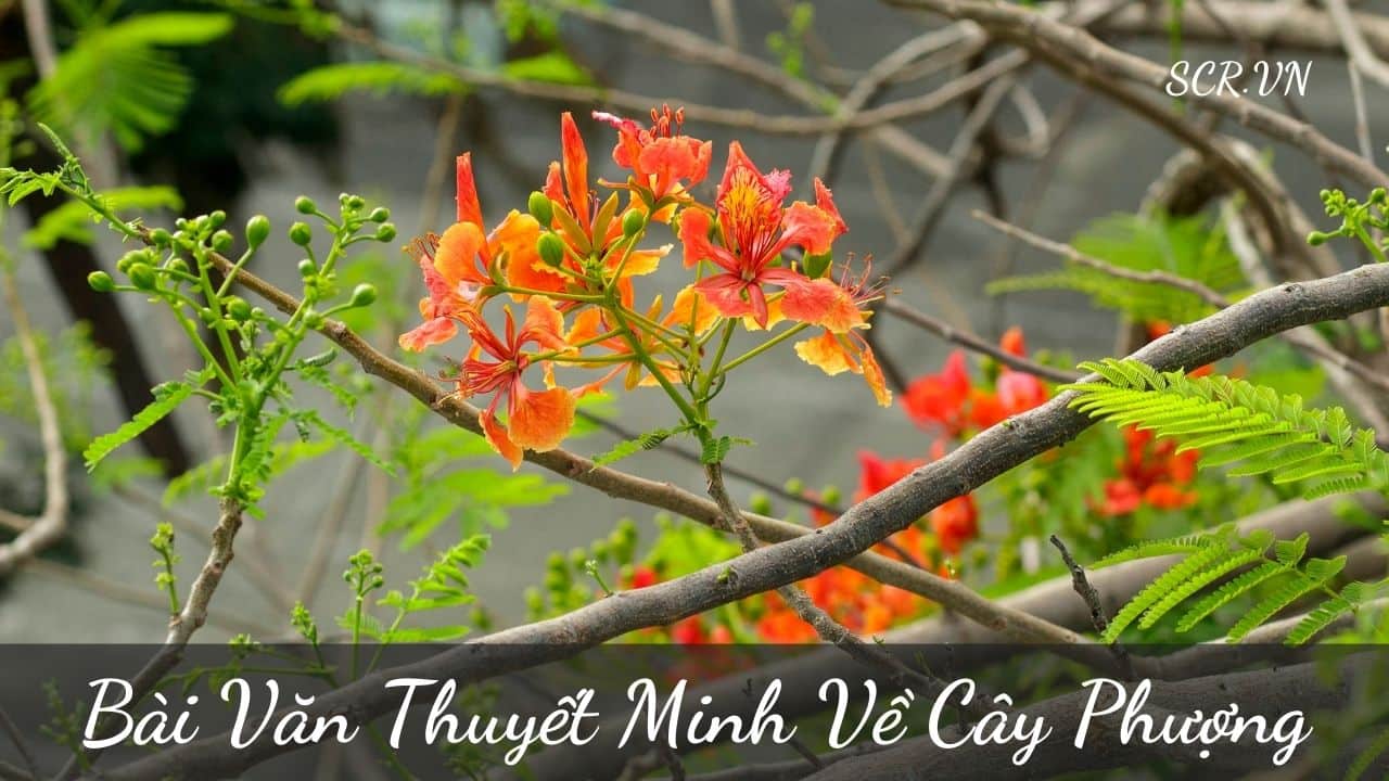 Thuyet Minh Ve Cay Phuong Ngan