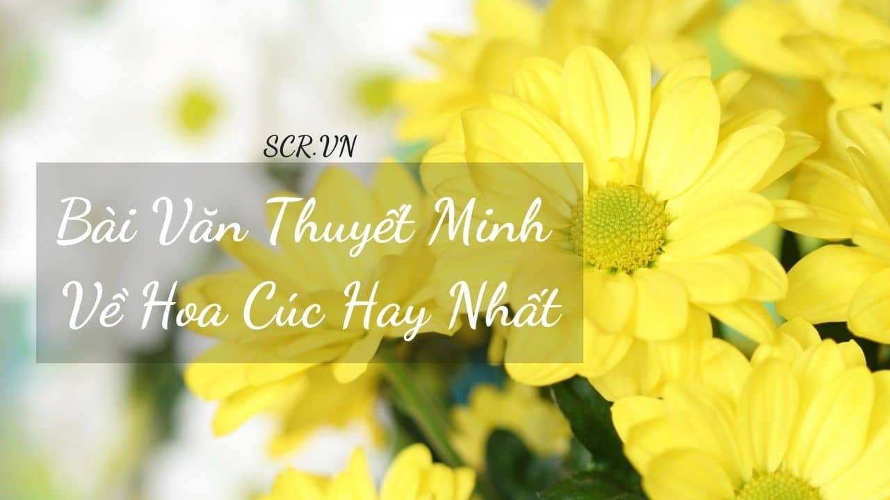 Thuyet Minh Ve Hoa Cuc