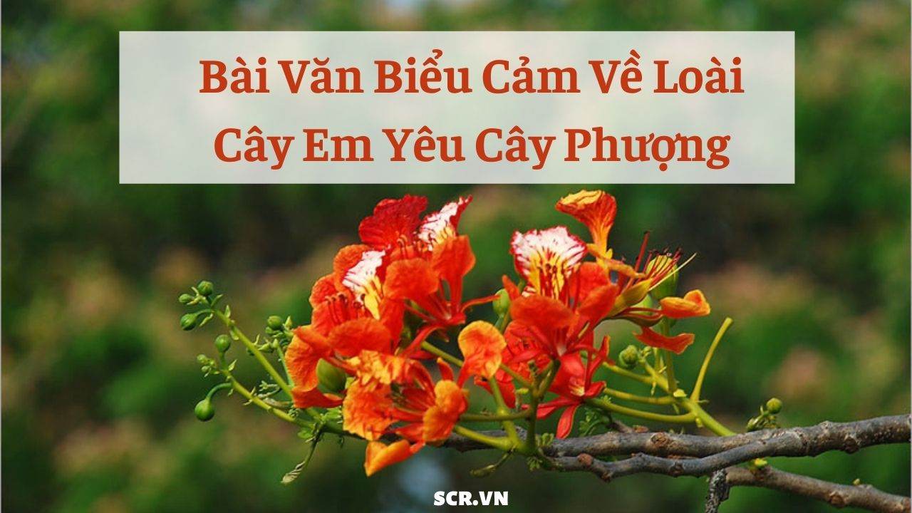 Bai Van Bieu Cam Ve Loai Cay Em Yeu Cay Phuong