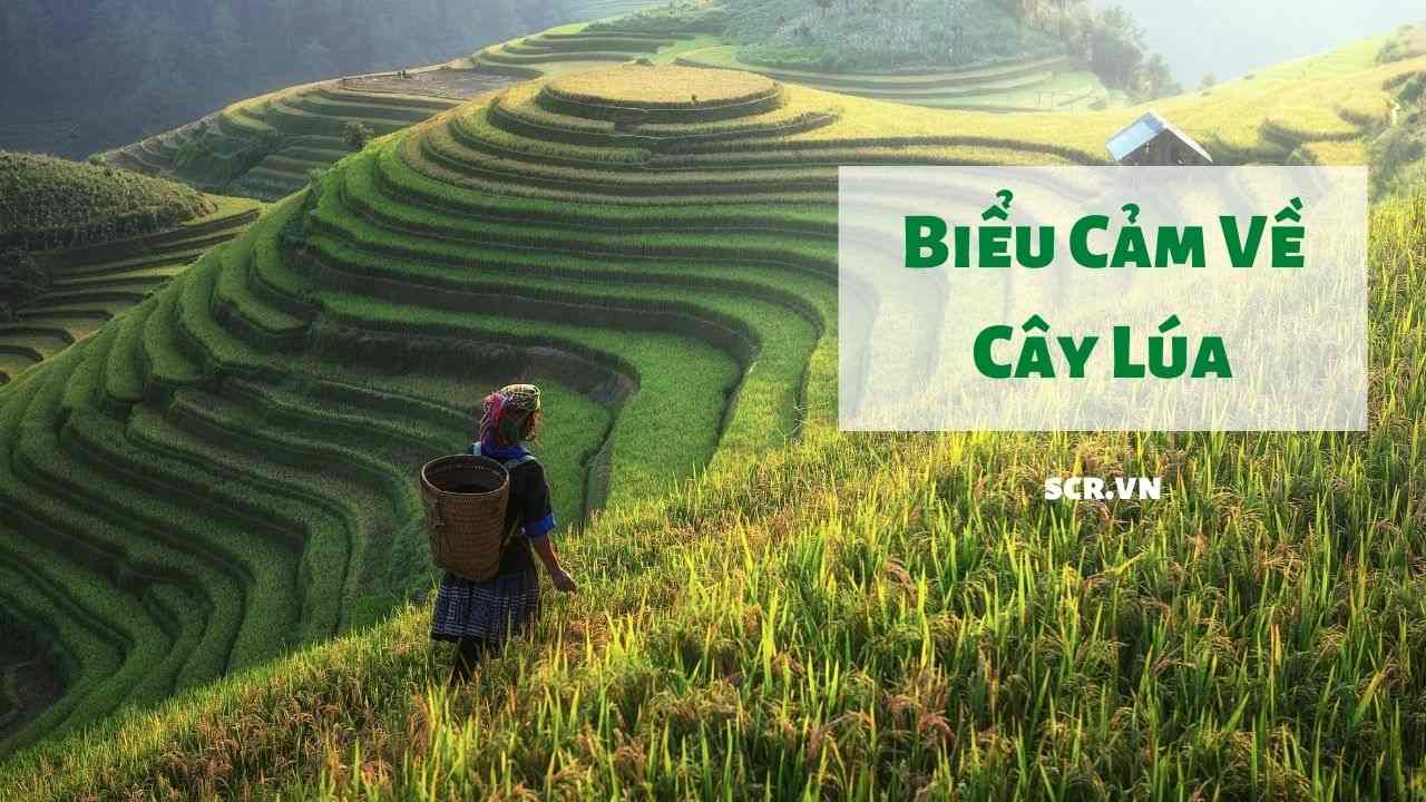 Bieu Cam Ve Cay Lua