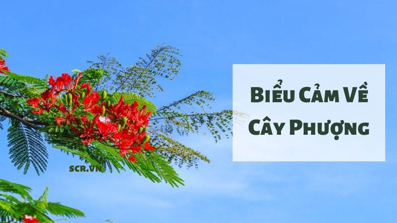 Bieu Cam Ve Cay Phuong