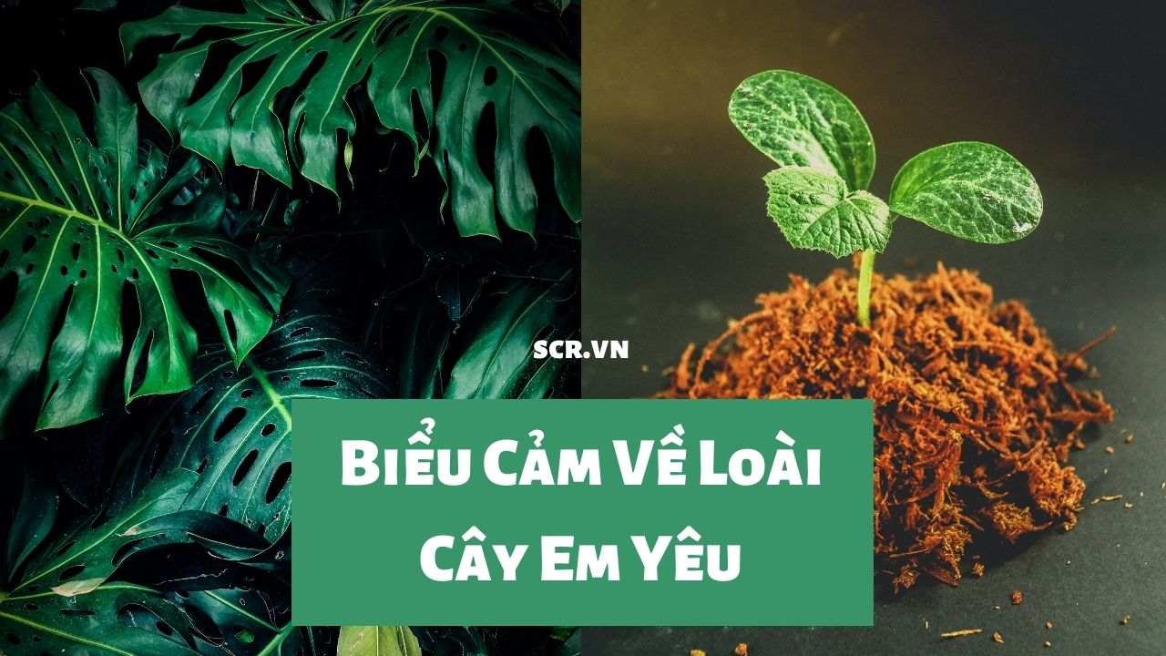 Bieu Cam Ve Loai Cay Em Yeu