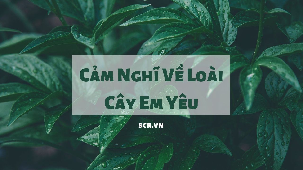 Cam Nghi Ve Loai Cay Em Yeu