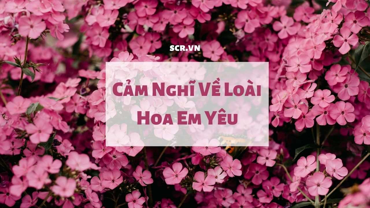 Cam Nghi Ve Loai Hoa Em Yeu