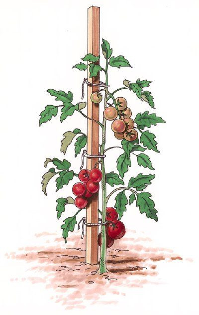 Tranh cây cà chua đặc sắc