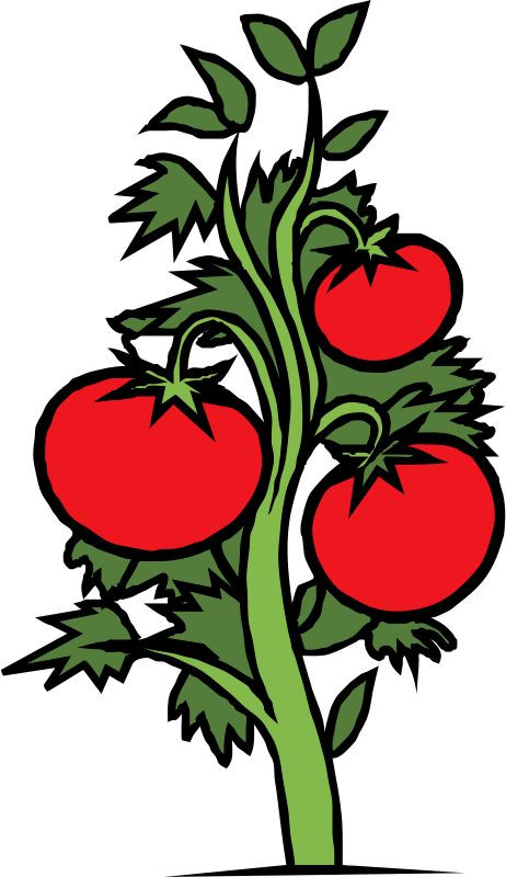 Tranh cây cà chua đơn giản