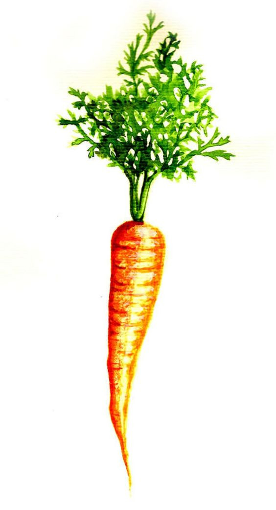 Tranh cây cà rốt siêu đẹp