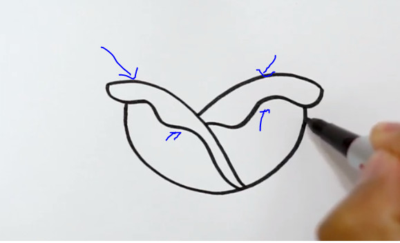 Vẽ 4 đường cong tạo hình lá bắp cải