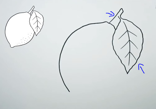 Vẽ cuống và lá trái chanh