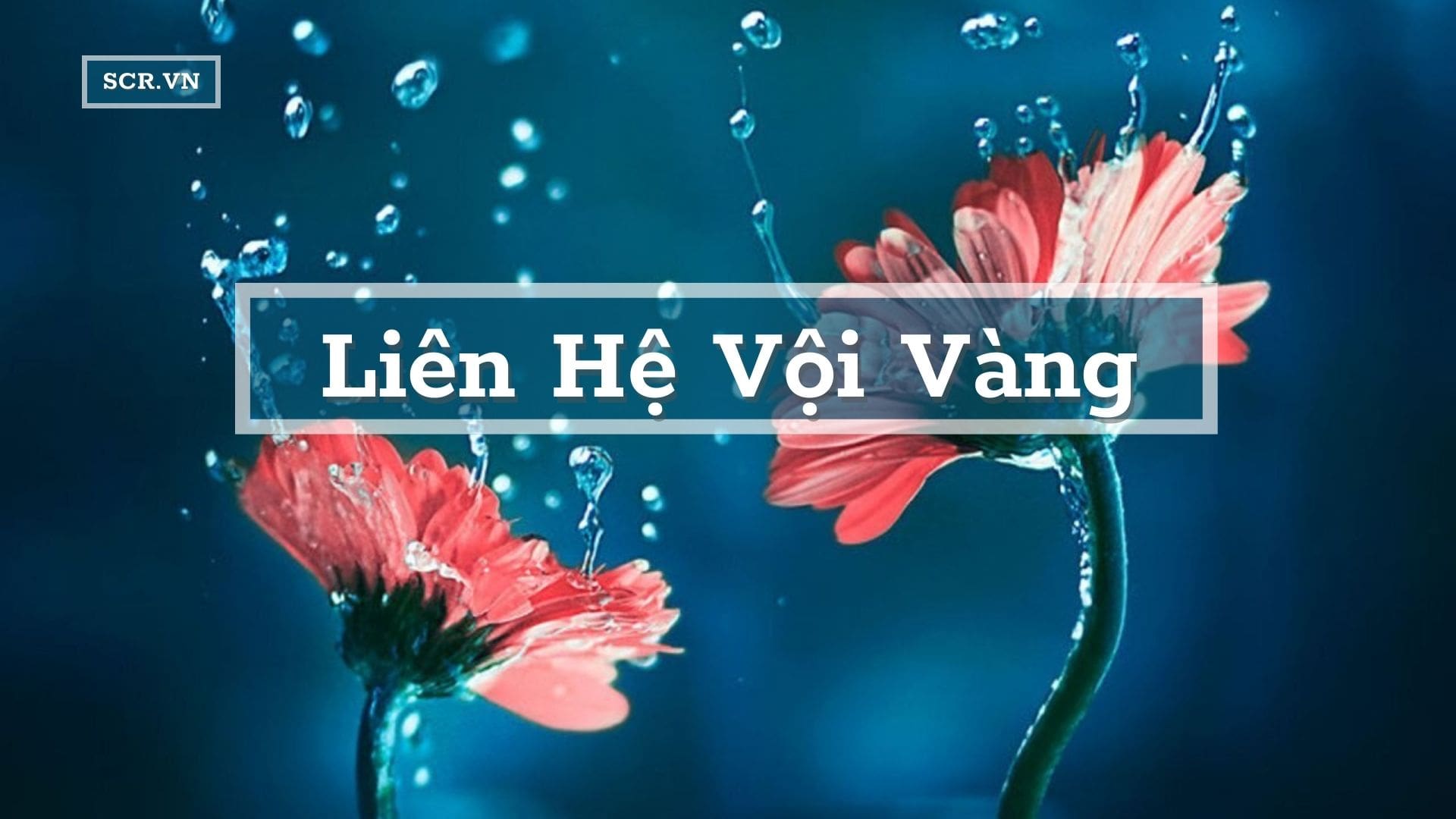 Liên Hệ Vội Vàng