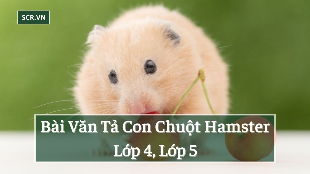 Bài Văn Tả Con Chuột Hamster Lớp 4, Lớp 5
