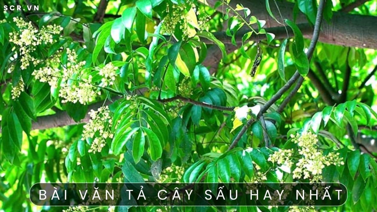 Tả Cây Sấu