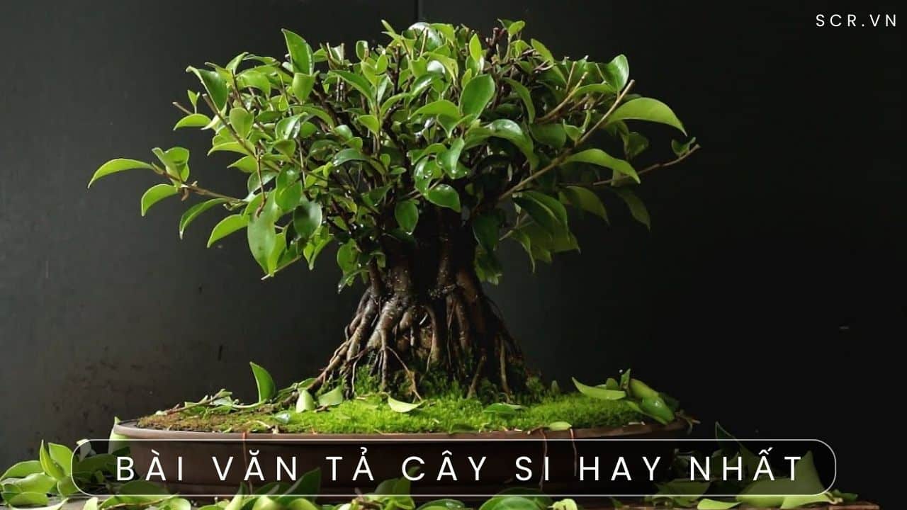 Tả Cây Si