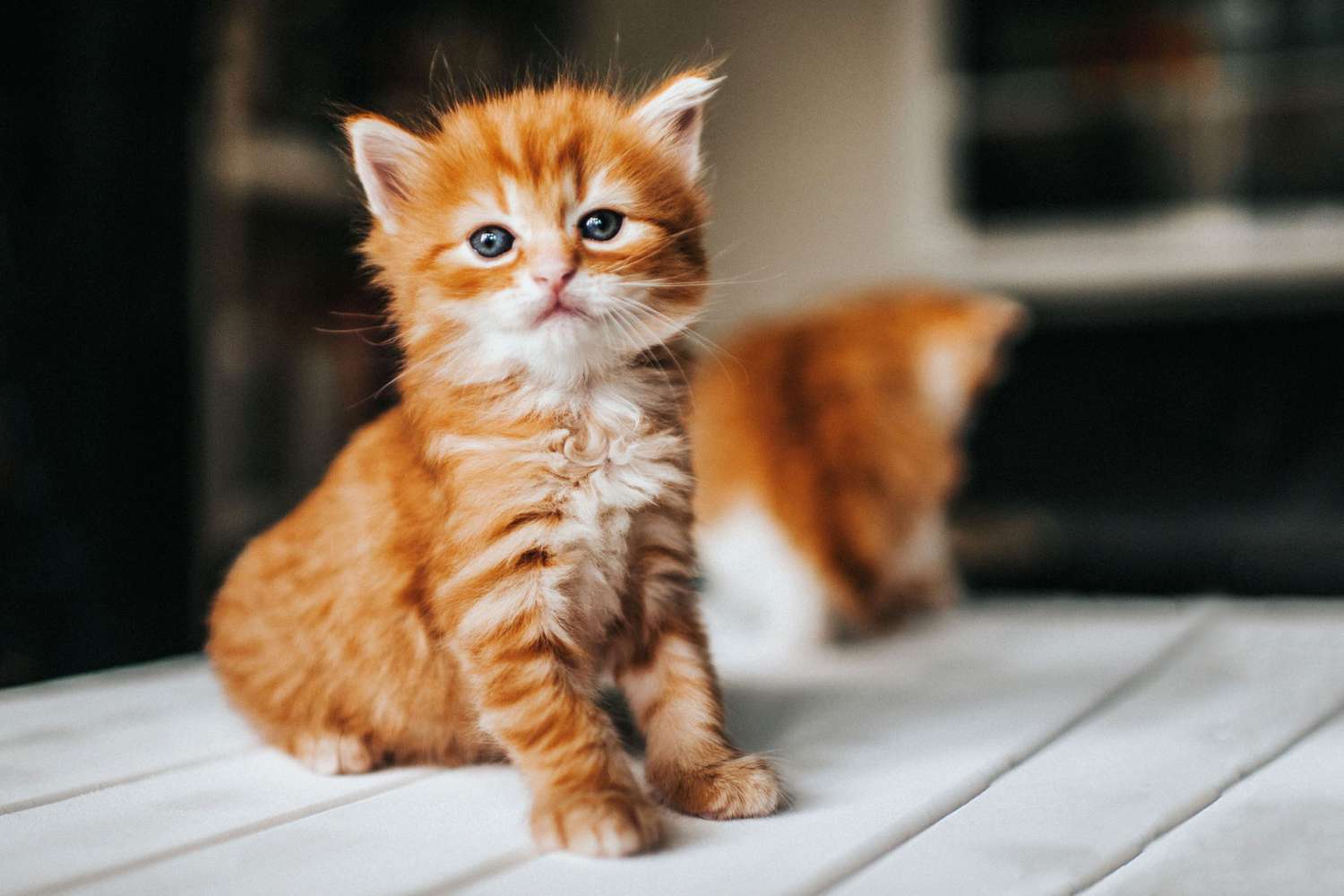 Ảnh Mèo Cute Đáng Yêu