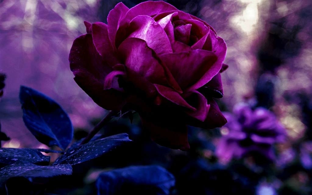 Chia sẻ bạn hình hoa hồng đẹp nhất thế giới