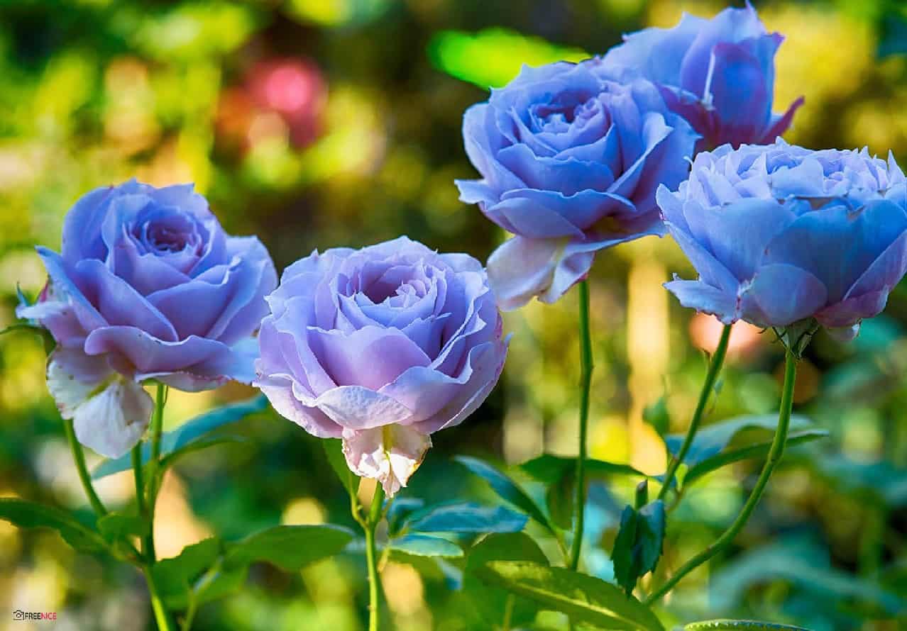 Lưu ngay hình hoa hồng đẹp nhất thế giới