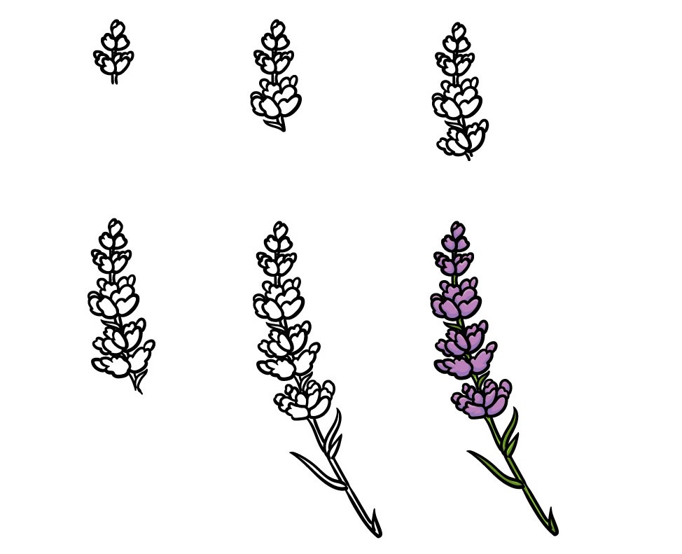 Cách vẽ hoa lavender với 6 bước