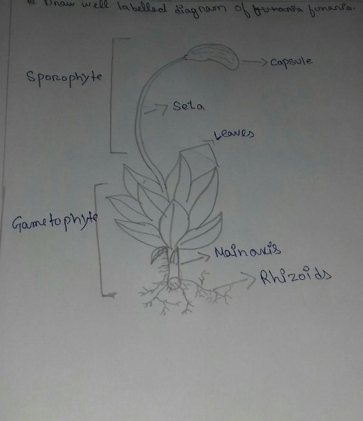 Cây Rêu Vẽ Bằng Bút Chì Dễ Nhất