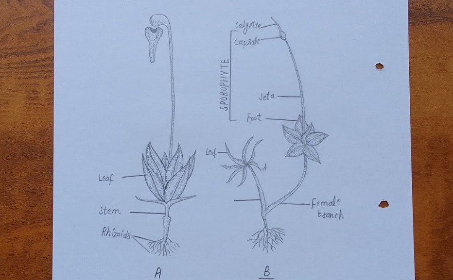Cây Rêu Vẽ Bằng Bút Chì