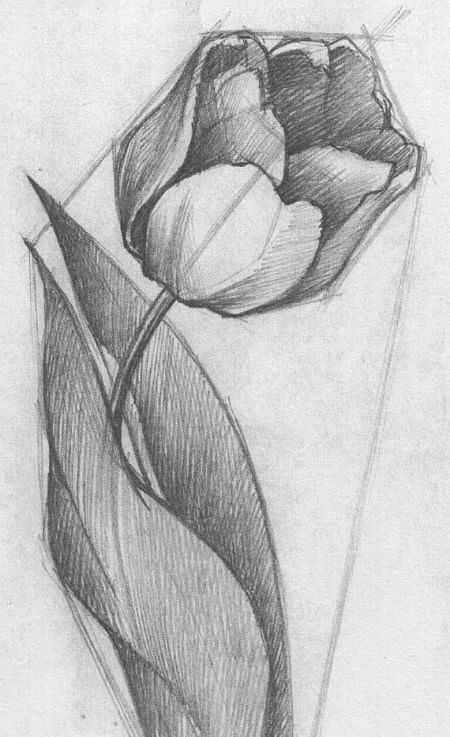 HÌnh Vẽ Bông Tulip Bằng Bút Chì