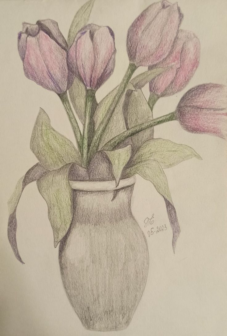 HÌnh Vẽ Chậu Tulip Ấn Tượng