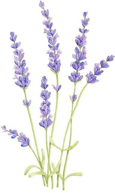 HÌnh Vẽ Hoa Lavender Đơn Giản