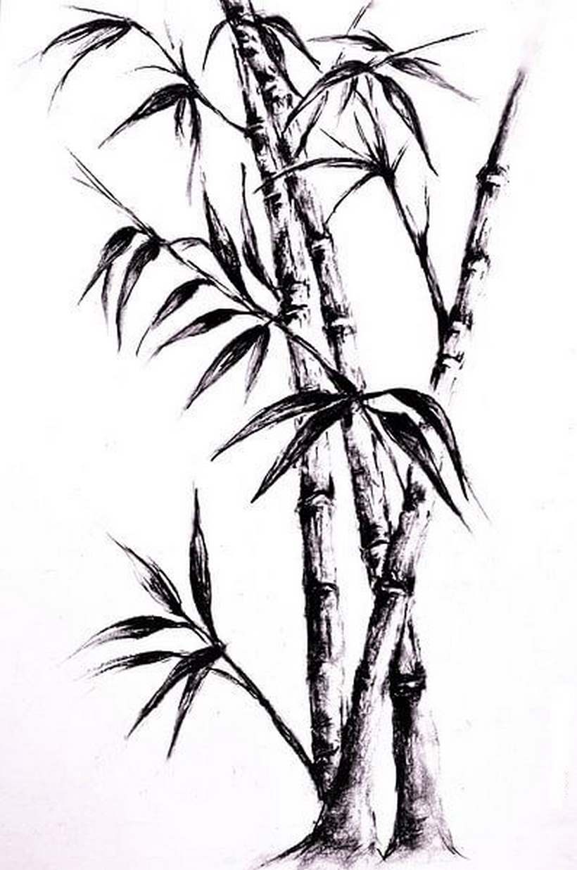 Hình tranh cây tre bằng bút mực đẹp