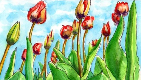 Mẫu Tranh Vẽ Vườn Bông Tulip Cute