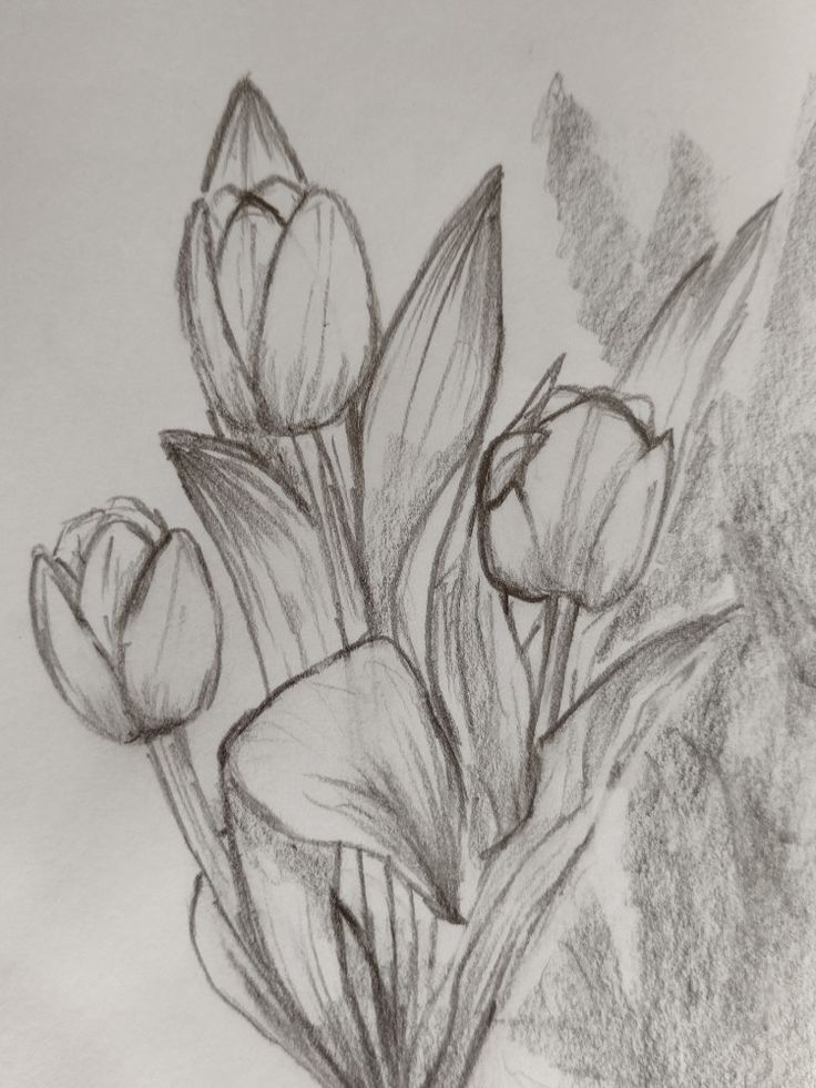 Mẫu Vẽ Bông Tulip Bằng Bút Chì