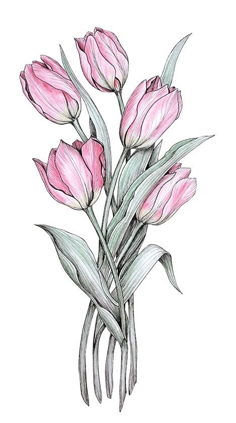 Mẫu Vẽ Bông Tulip Nở Dễ