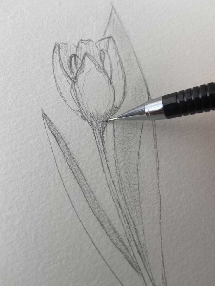 Mẫu Vẽ Bông Tulip Nở
