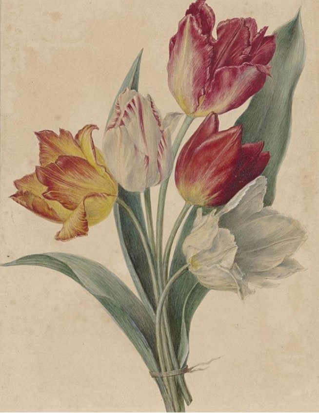 Mẫu Vẽ Tulip Đơn Giản Cute