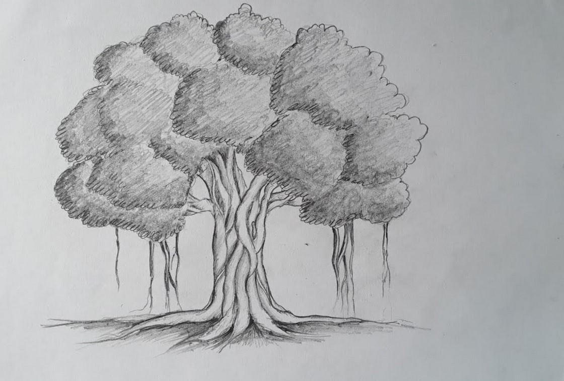 Share tranh cây đa bằng bút chì đơn giản