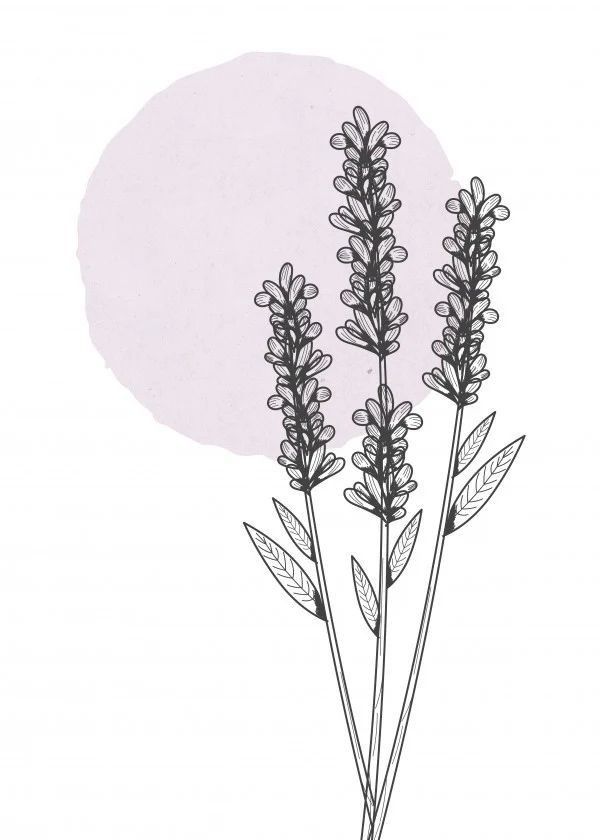 Tranh Vẽ Hoa Lavender Mới Lạ