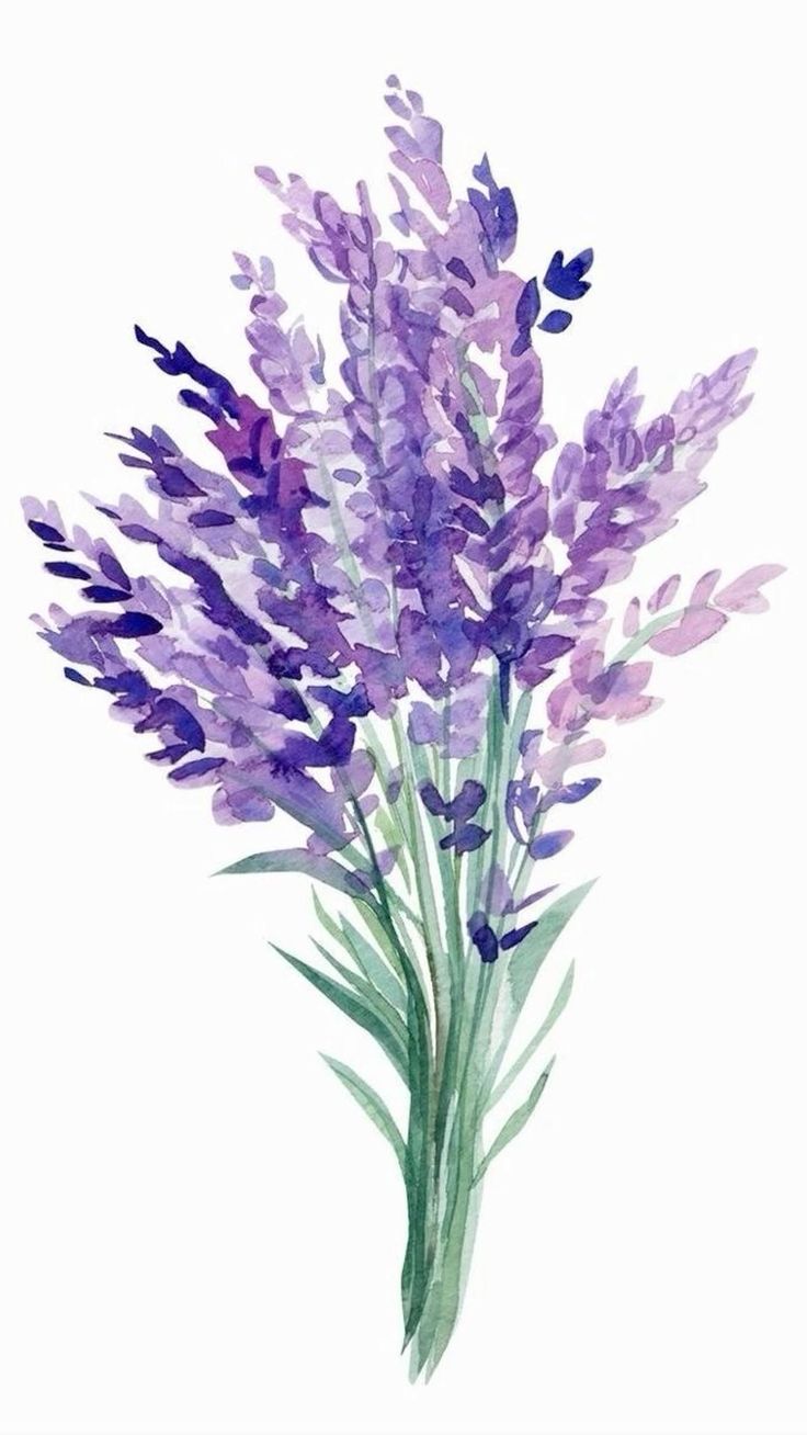 Tranh Vẽ Về Hoa Lavender Mới Lạ